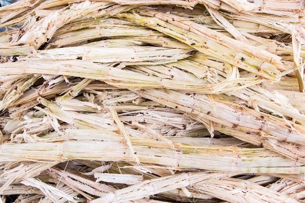 Sugarcane bagasse